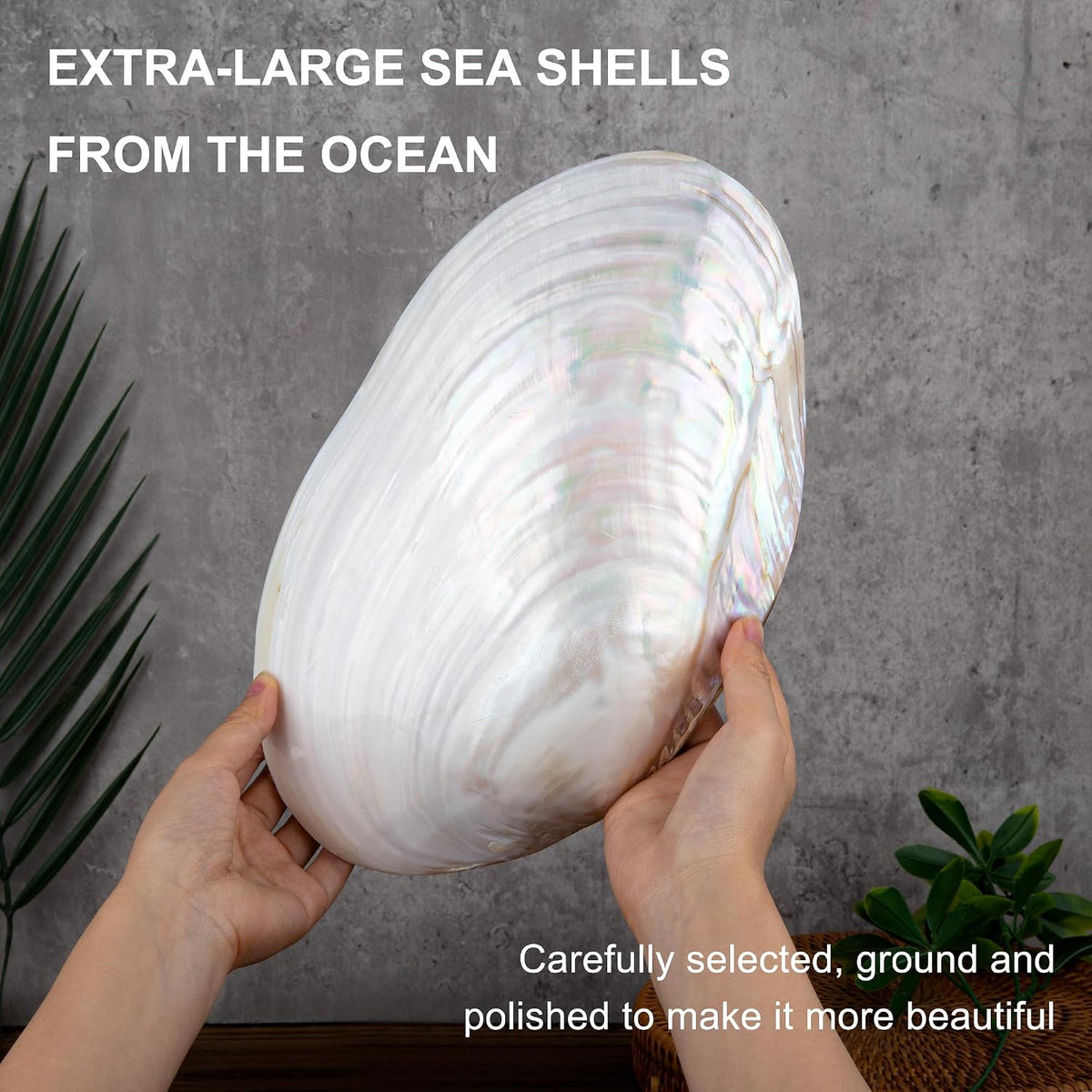 QEQEKAKA 11" Natural Seashell Bowl Extra Large Polishing Clam Shell Bowl