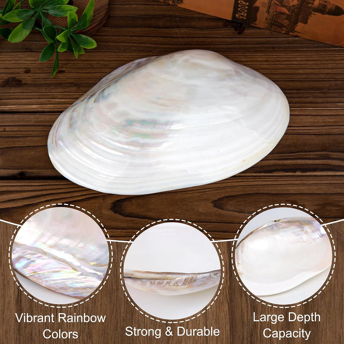 QEQEKAKA 11" Natural Seashell Bowl Extra Large Polishing Clam Shell Bowl