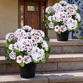 Set of 2 Artificial Geranium Potted Plant, Red, 16 Inch
